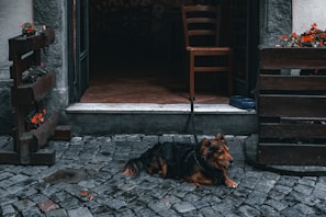 A brown and black dog is sitting on a cobblestone sidewalk, tethered near a rustic doorway. Wooden planters with vibrant red flowers flank the entrance. Inside, the interior of the establishment shows tiled flooring and wooden chairs. The overall setting is quaint and cozy, likely a small café or restaurant.