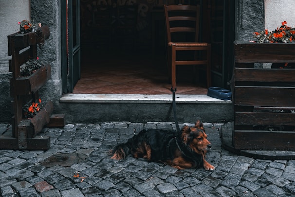 A brown and black dog is sitting on a cobblestone sidewalk, tethered near a rustic doorway. Wooden planters with vibrant red flowers flank the entrance. Inside, the interior of the establishment shows tiled flooring and wooden chairs. The overall setting is quaint and cozy, likely a small café or restaurant.