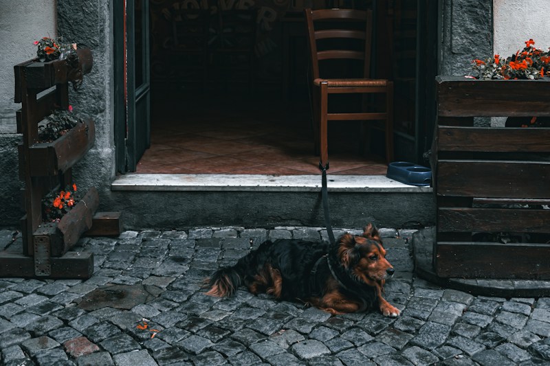 A brown and black dog is sitting on a cobblestone sidewalk, tethered near a rustic doorway. Wooden planters with vibrant red flowers flank the entrance. Inside, the interior of the establishment shows tiled flooring and wooden chairs. The overall setting is quaint and cozy, likely a small caf&eacute; or restaurant.