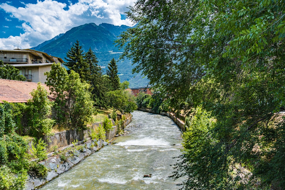 a river running through a lush green forest