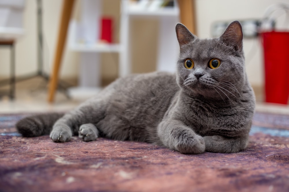 a grey cat laying on the floor looking at the camera