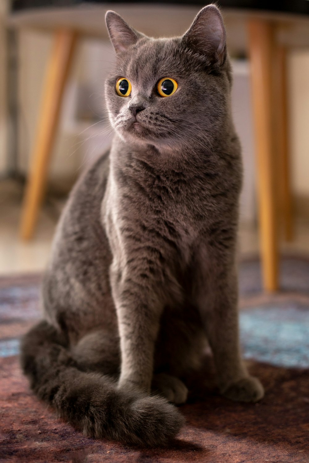 Un gato gris sentado encima de una alfombra