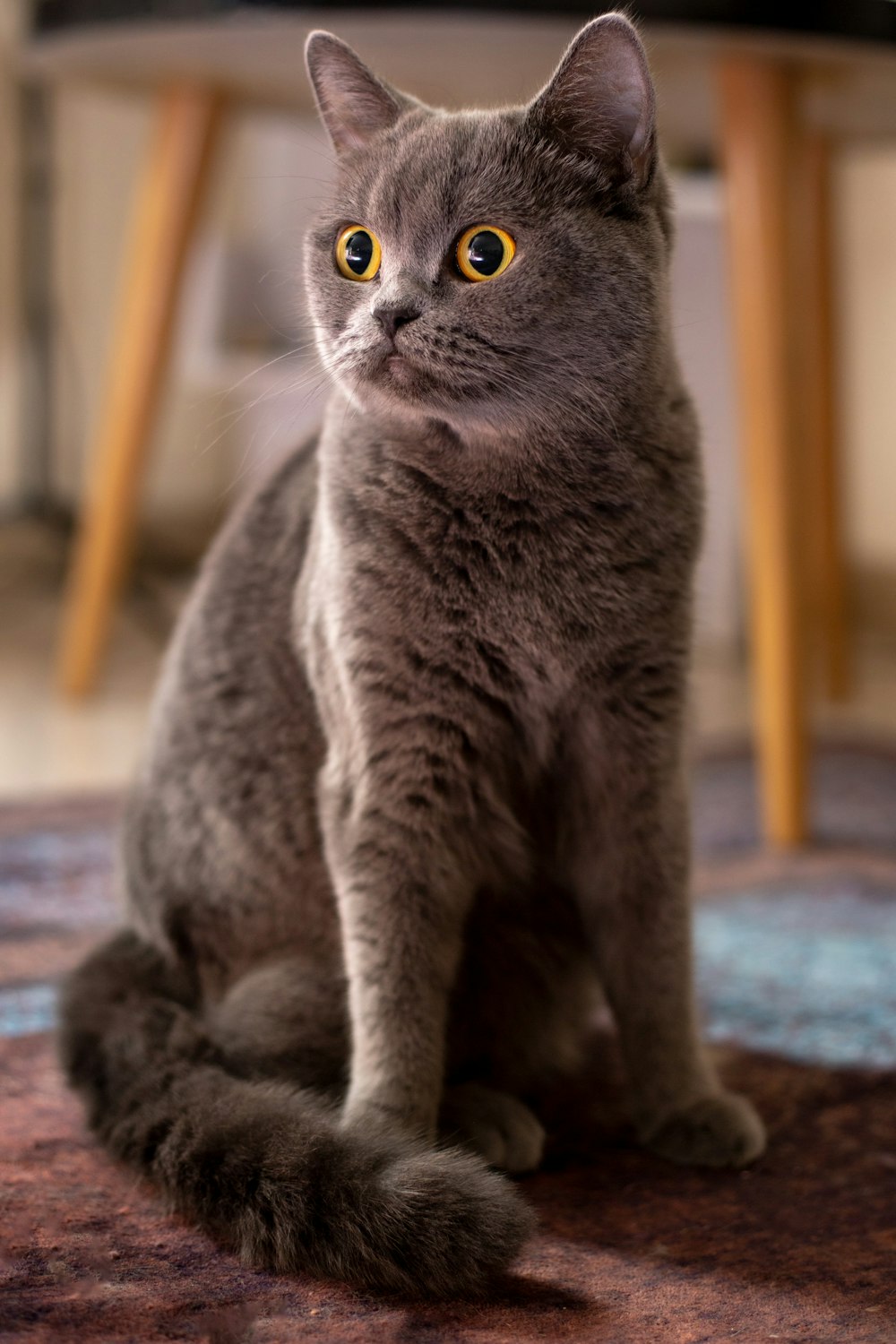 a gray cat sitting on top of a rug