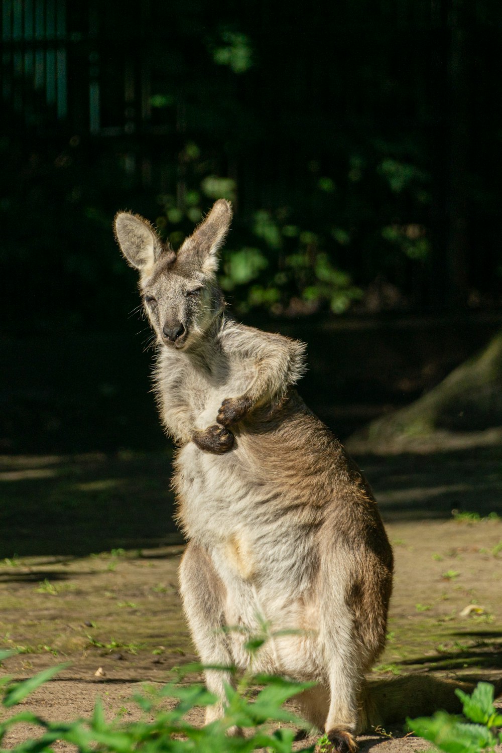 a small kangaroo standing on its hind legs
