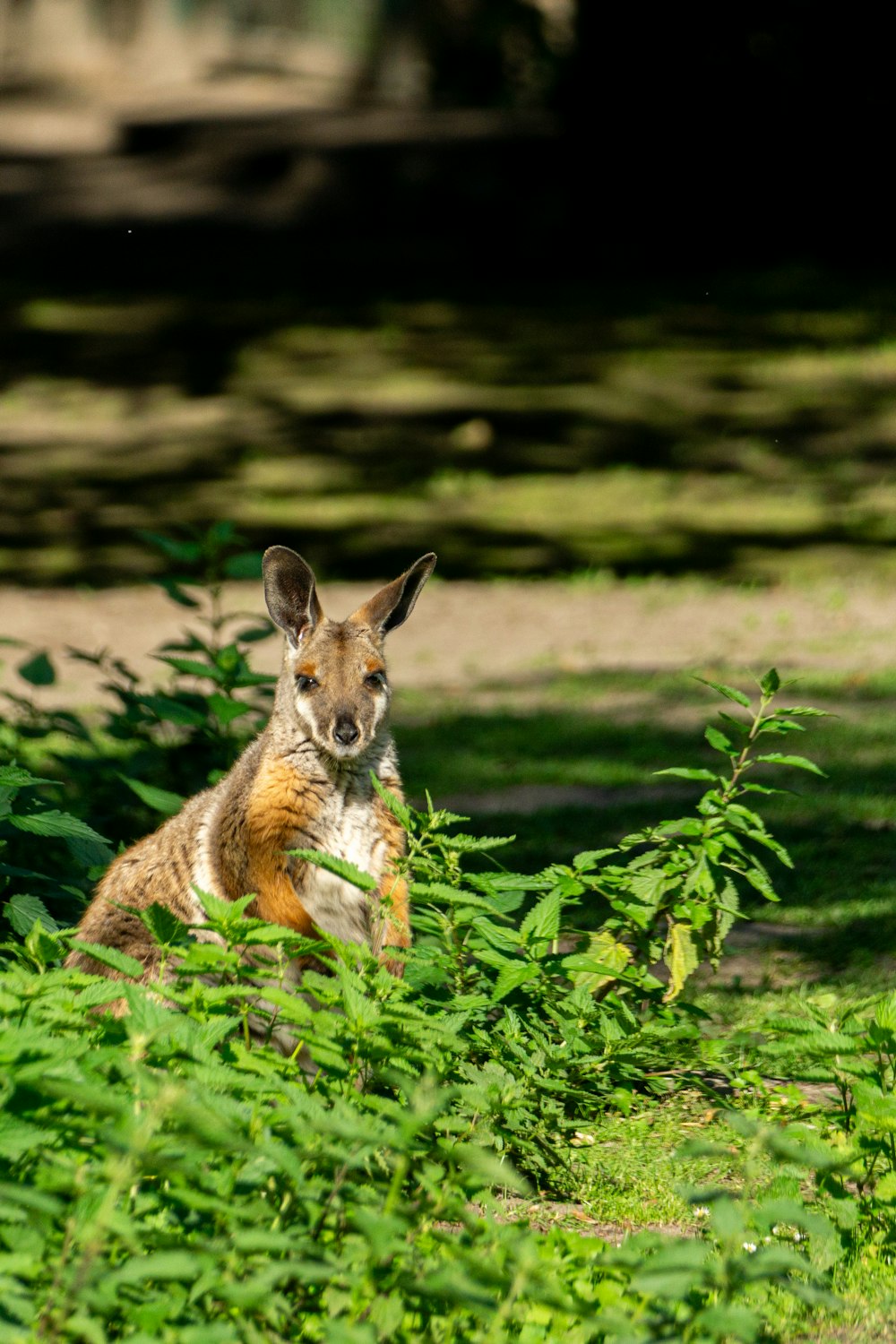 a kangaroo is sitting in the grass and looking at the camera