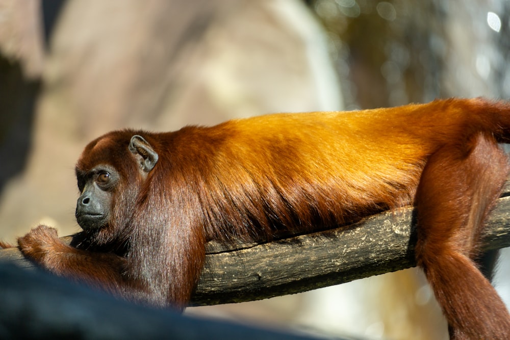 a brown monkey sitting on top of a tree branch