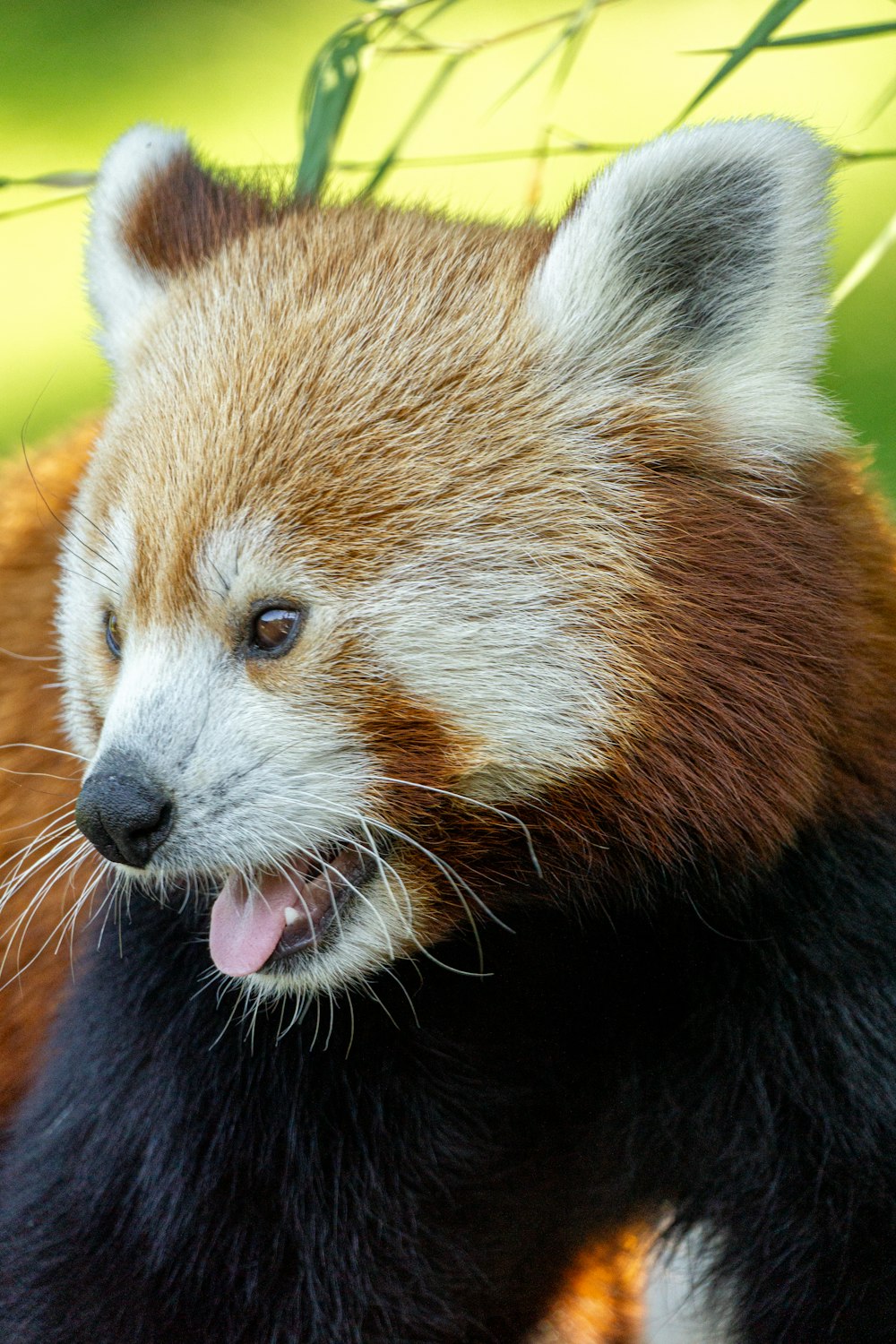 a close up of a red panda bear near a wire fence
