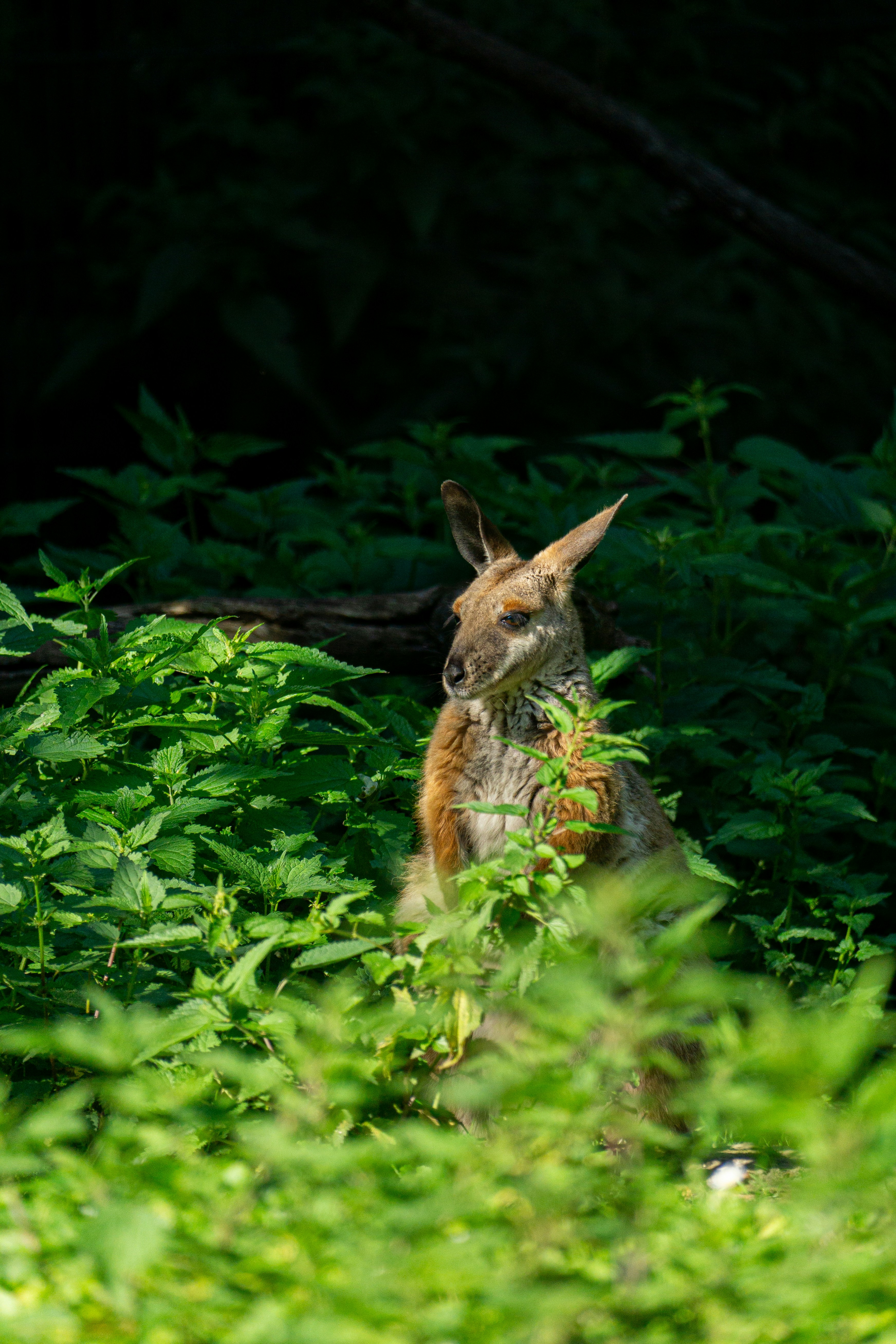 Photo by robertschwarz