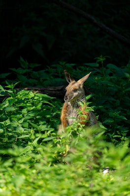 A rare glimpse of a tree kangaroo perched high in the branches, blending with the green foliage.