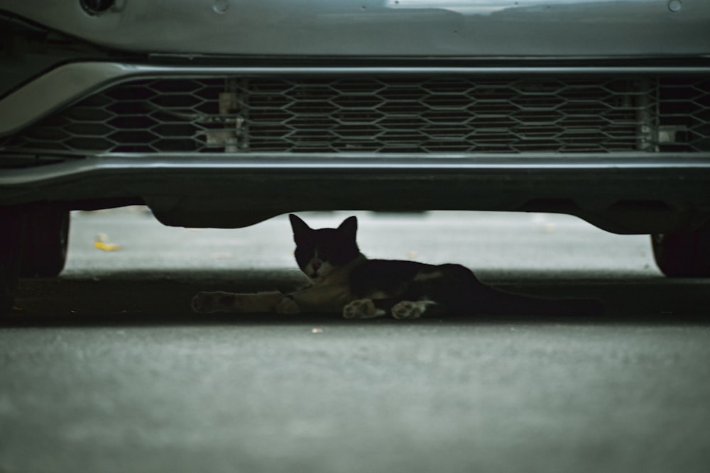 a black and white cat laying under a car