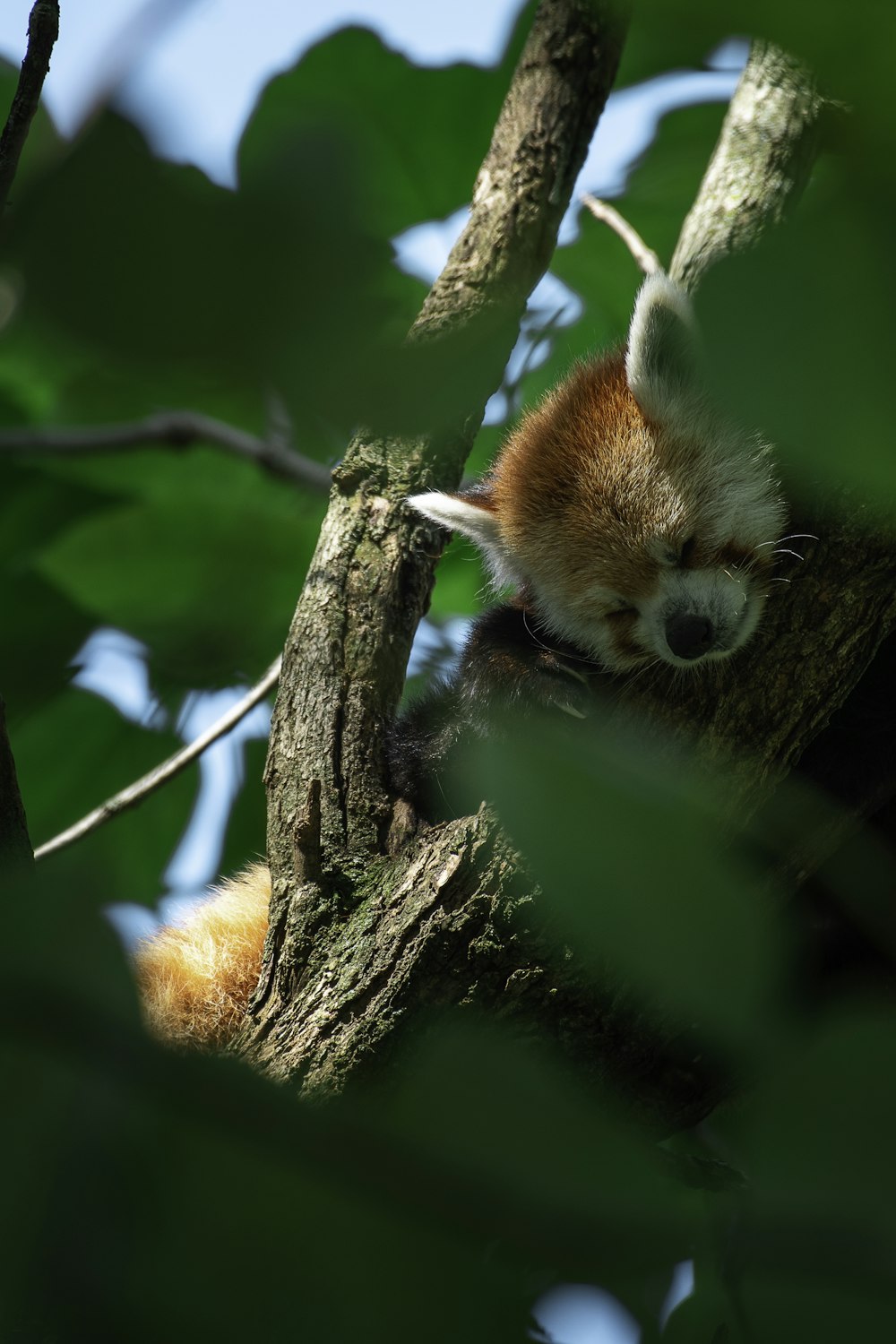 a brown and white animal sleeping in a tree