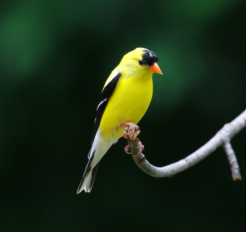 a yellow and black bird sitting on a branch