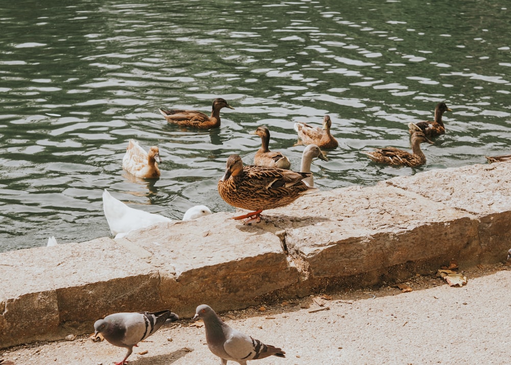 a flock of ducks standing next to a body of water