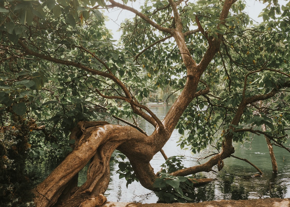 a tree leaning over a body of water