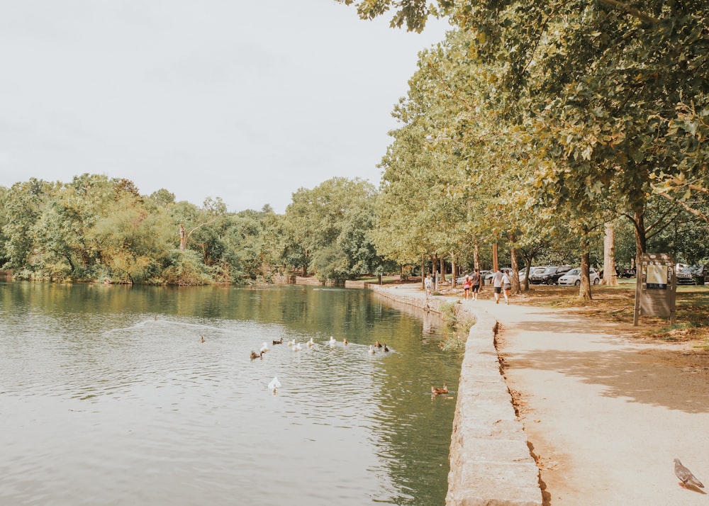 a group of ducks swimming in a lake