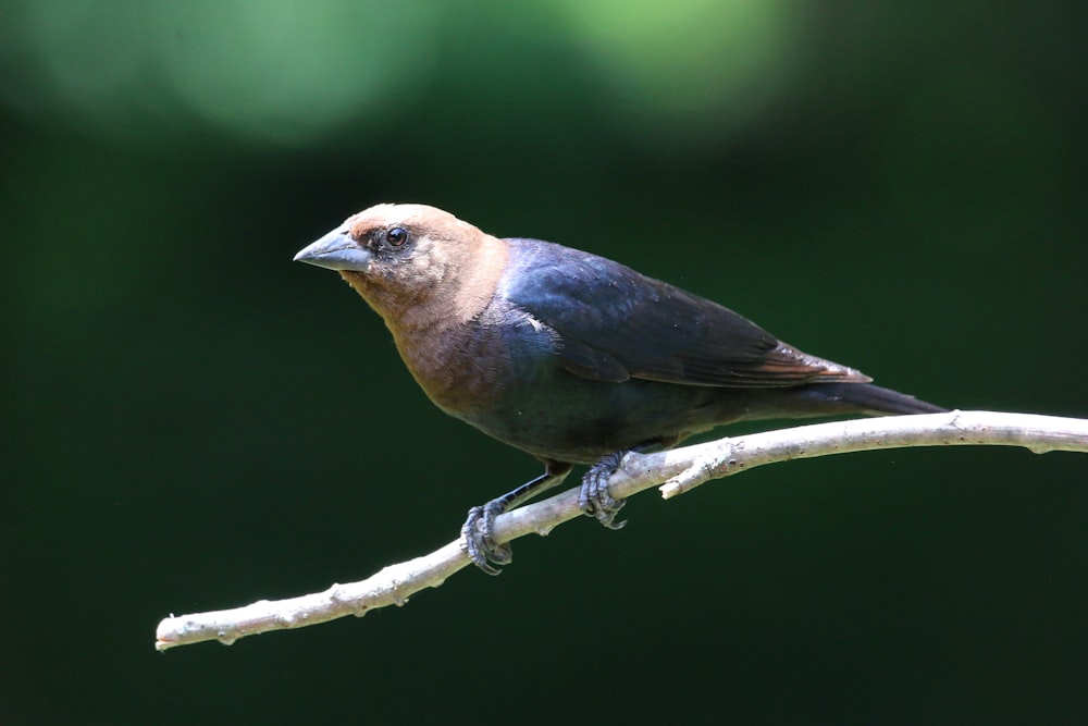 a bird sitting on a branch with a blurry background