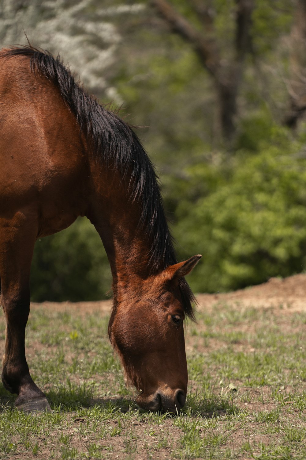 a brown horse eating grass in a field