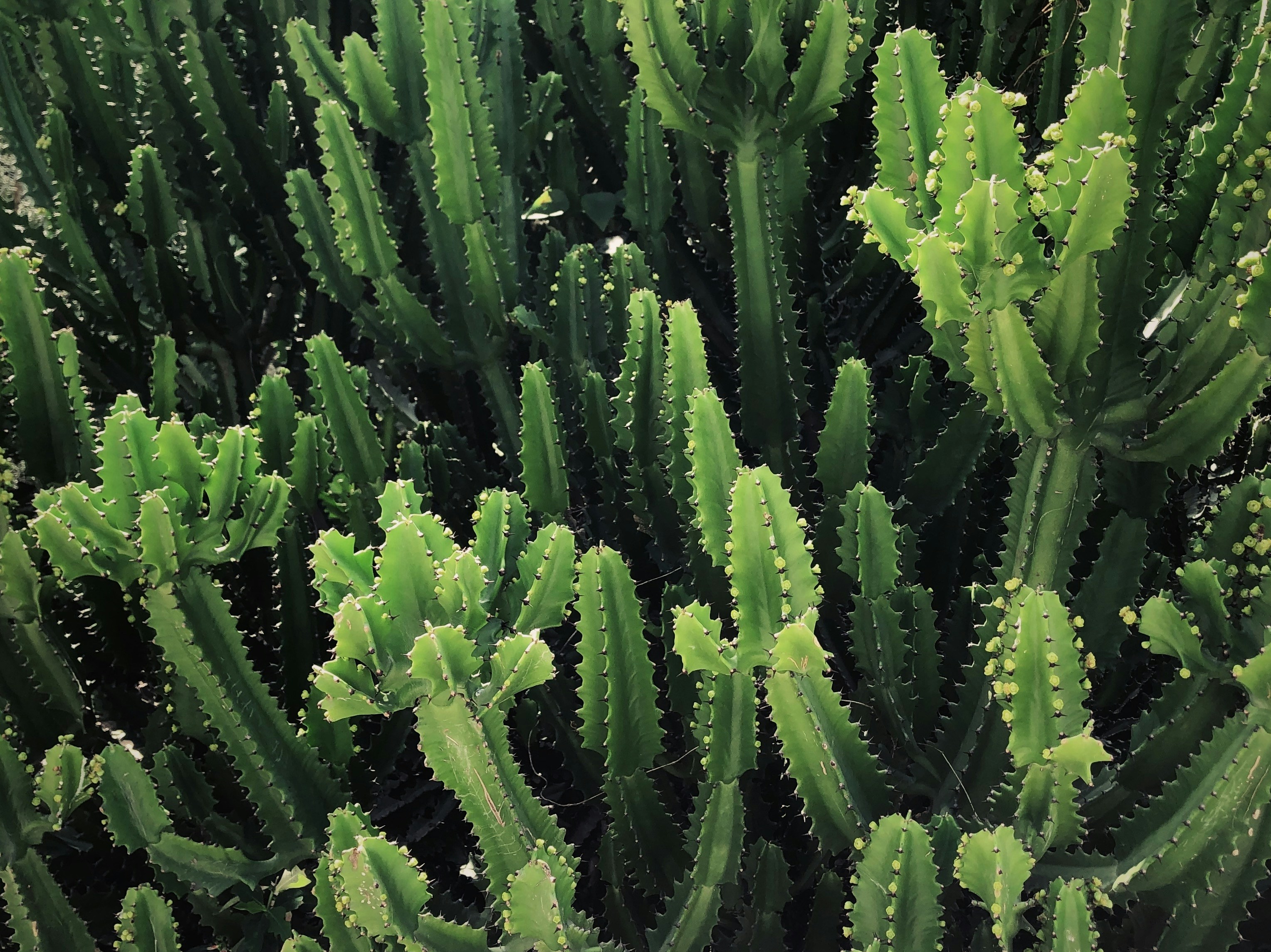 a close up of a green plant with lots of leaves