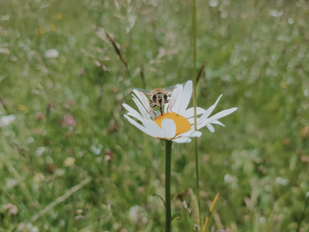 uma abelha sentada em cima de uma flor branca