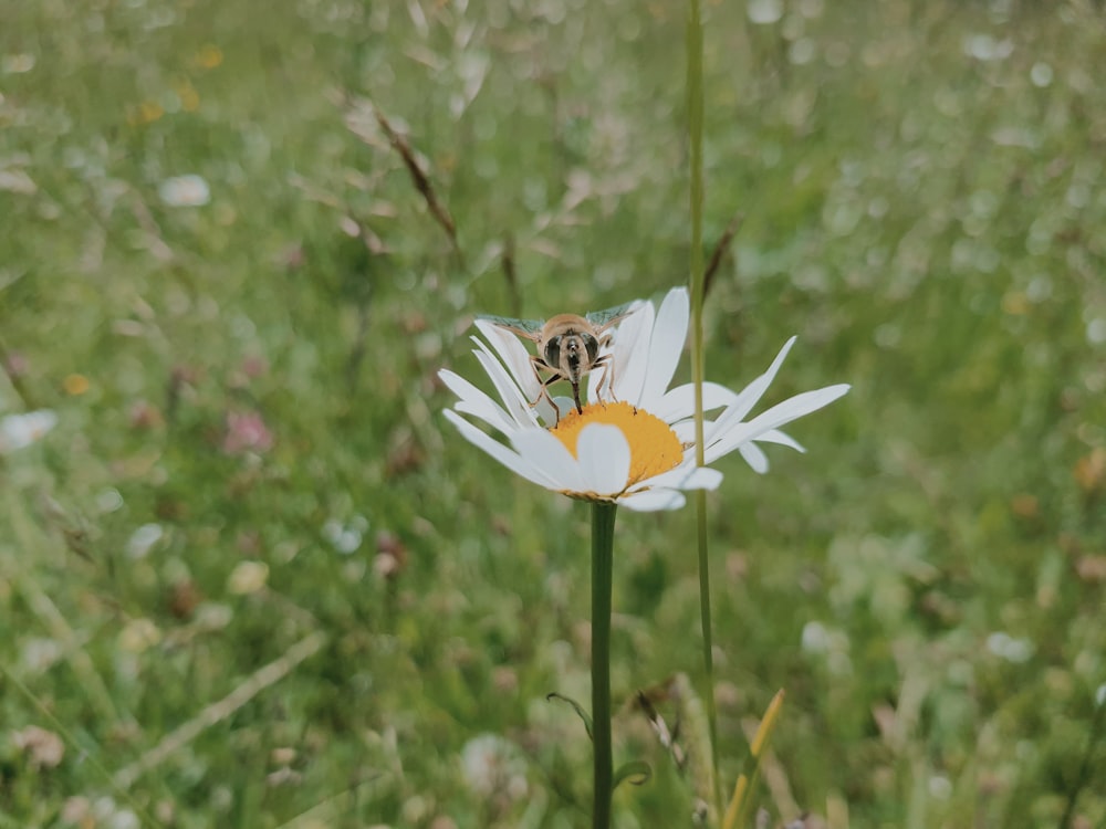 Una abeja sentada encima de una flor blanca