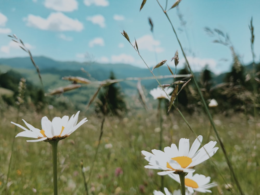 a field full of white daisies with mountains in the background