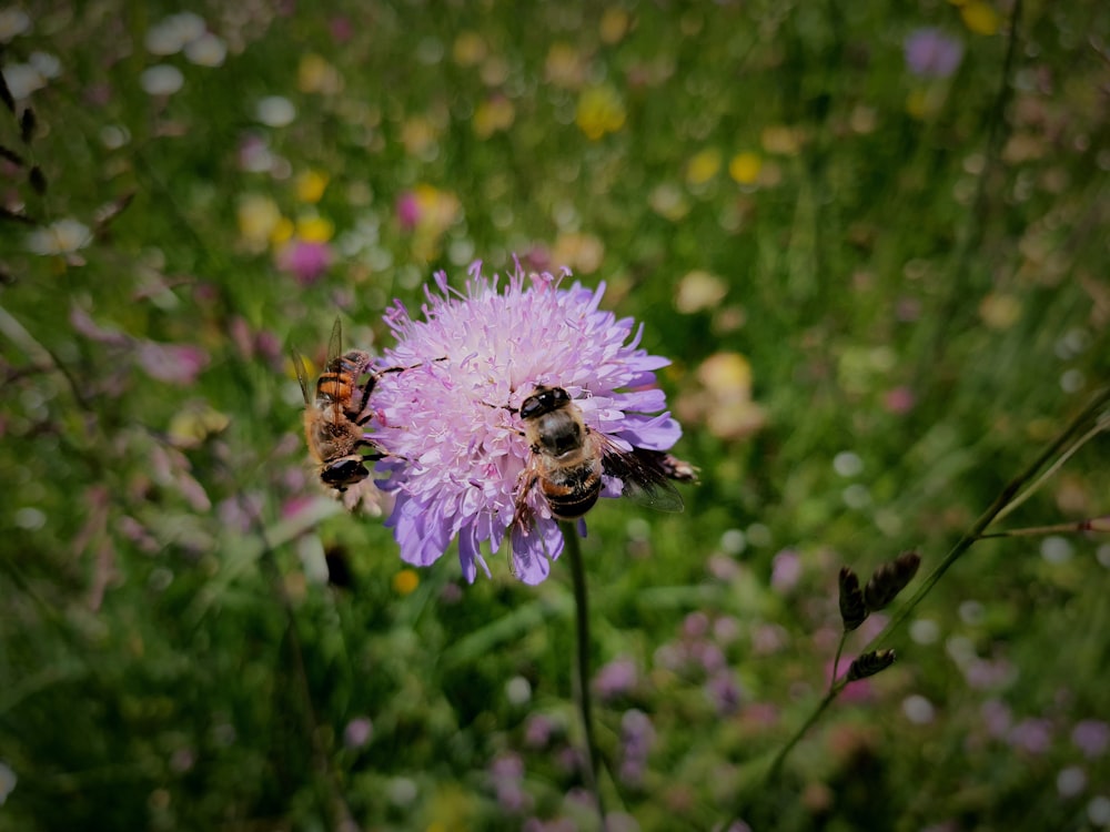 two bees on a purple flower in a field