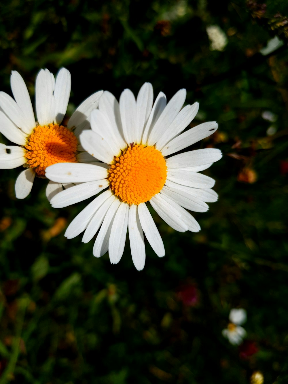 two white flowers with yellow centers in a field