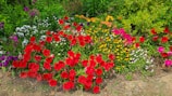 Colorful assortment of blooming flowers arranged in a cozy backyard garden.