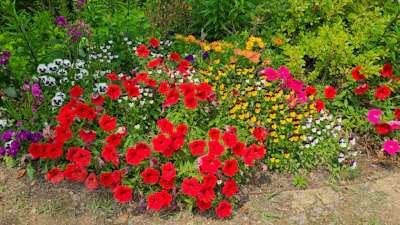 Colorful edible flowers blooming vibrantly among lush green foliage in the garden.