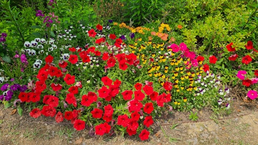 A colorful array of blooming flowers in a sunny garden.