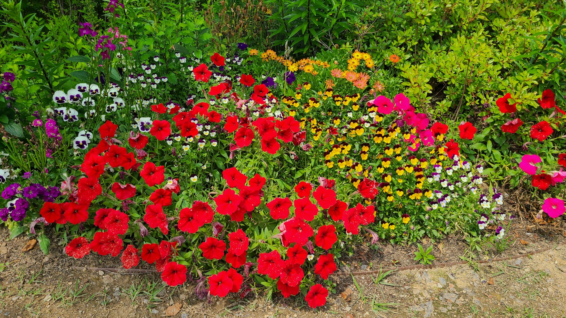 A colorful assortment of blooming flower seeds packets arranged alongside delicate blossoms in a sunlit garden setting.