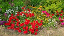 A vibrant array of colorful flowers arranged in a lush garden setting. Red, pink, yellow, white, and purple blossoms are interspersed among green foliage, creating a lively and picturesque scene.
