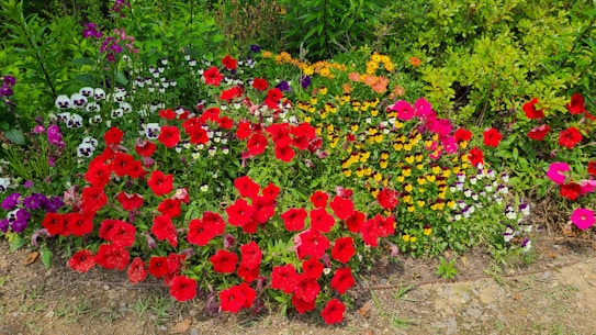A vibrant array of colorful flowers arranged in a lush garden setting. Red, pink, yellow, white, and purple blossoms are interspersed among green foliage, creating a lively and picturesque scene.