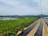 A lush green field of crops is neatly arranged in rows with dark plastic coverings, surrounded by a wire fence. In the background, there are rolling hills and a cloudy sky, creating a serene and expansive environment.