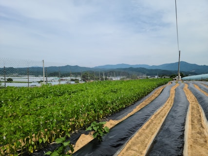 A lush green field of crops is neatly arranged in rows with dark plastic coverings, surrounded by a wire fence. In the background, there are rolling hills and a cloudy sky, creating a serene and expansive environment.