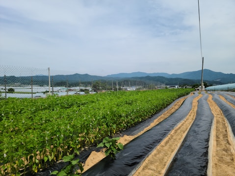 A lush green field of crops is neatly arranged in rows with dark plastic coverings, surrounded by a wire fence. In the background, there are rolling hills and a cloudy sky, creating a serene and expansive environment.