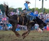 A rodeo scene with a cowboy riding a bucking horse in an outdoor arena. The cowboy is wearing a white hat, blue shirt, and protective gear, and the horse is mid-air with its mane and tail flying. The background shows a crowd of spectators watching the event, with trees in the distance.
