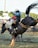 A rodeo cowboy is riding a bucking horse in an outdoor arena. The cowboy wears a white hat, blue shirt, and protective vest, while holding onto the saddle. The horse, black and white in color, is mid-buck with dirt flying around. A crowd and other riders are visible in the background.