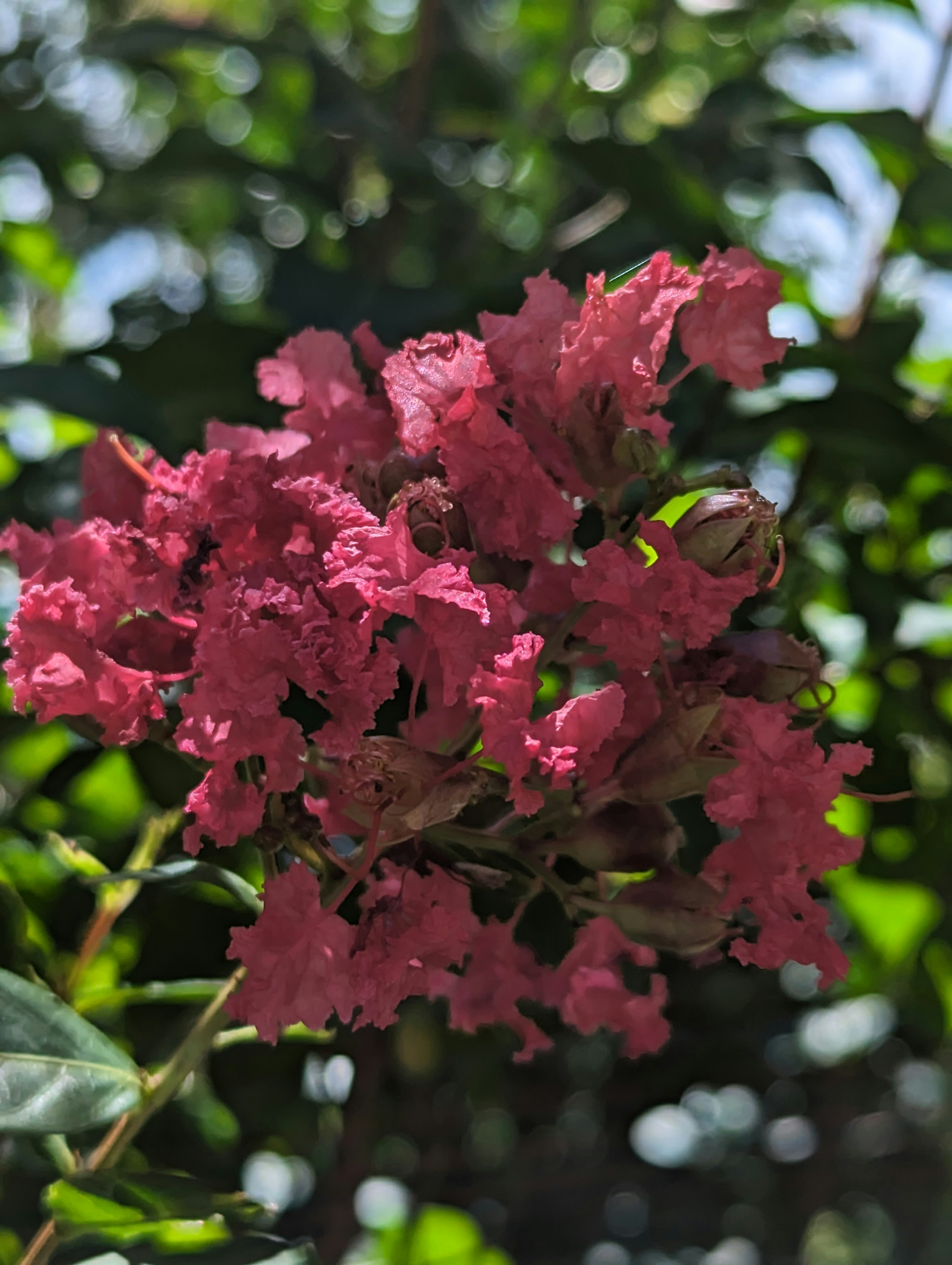 a close up of a pink flower on a tree