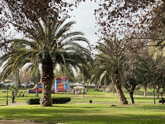 A lush park scene with multiple palm trees scattered across a grassy landscape. In the background, there is a colorful inflatable play structure with children playing around it. People are relaxing on the grass and walking along the pathways, enjoying the serene environment. The sky is partly cloudy, creating a peaceful atmosphere.