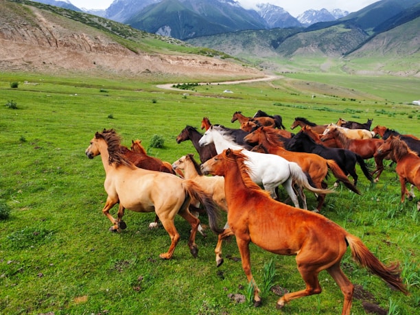 A cinematic shot of a horse galloping across a sunlit Colorado foothill meadow with mountains in the background.