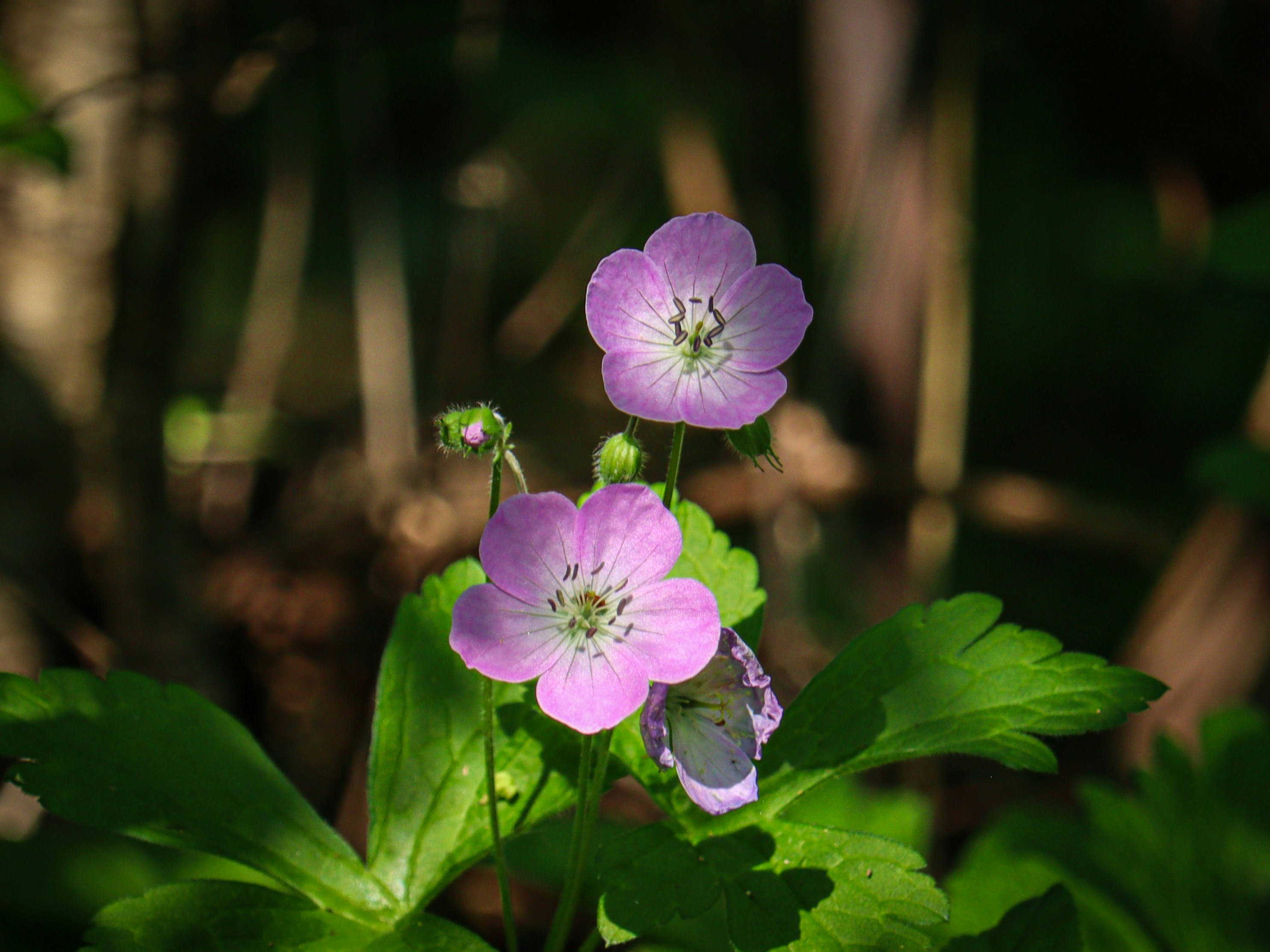 A couple of purple flowers sitting on top of a lush green field photo