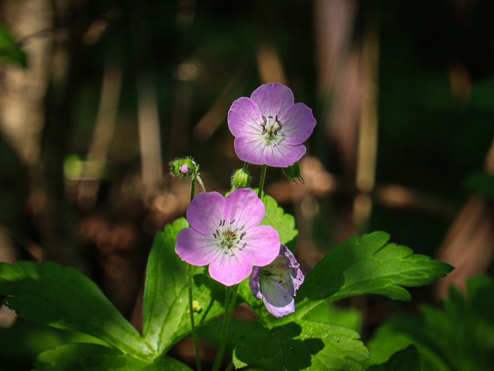 緑豊かな野原の上に座っている紫色の花のカップル