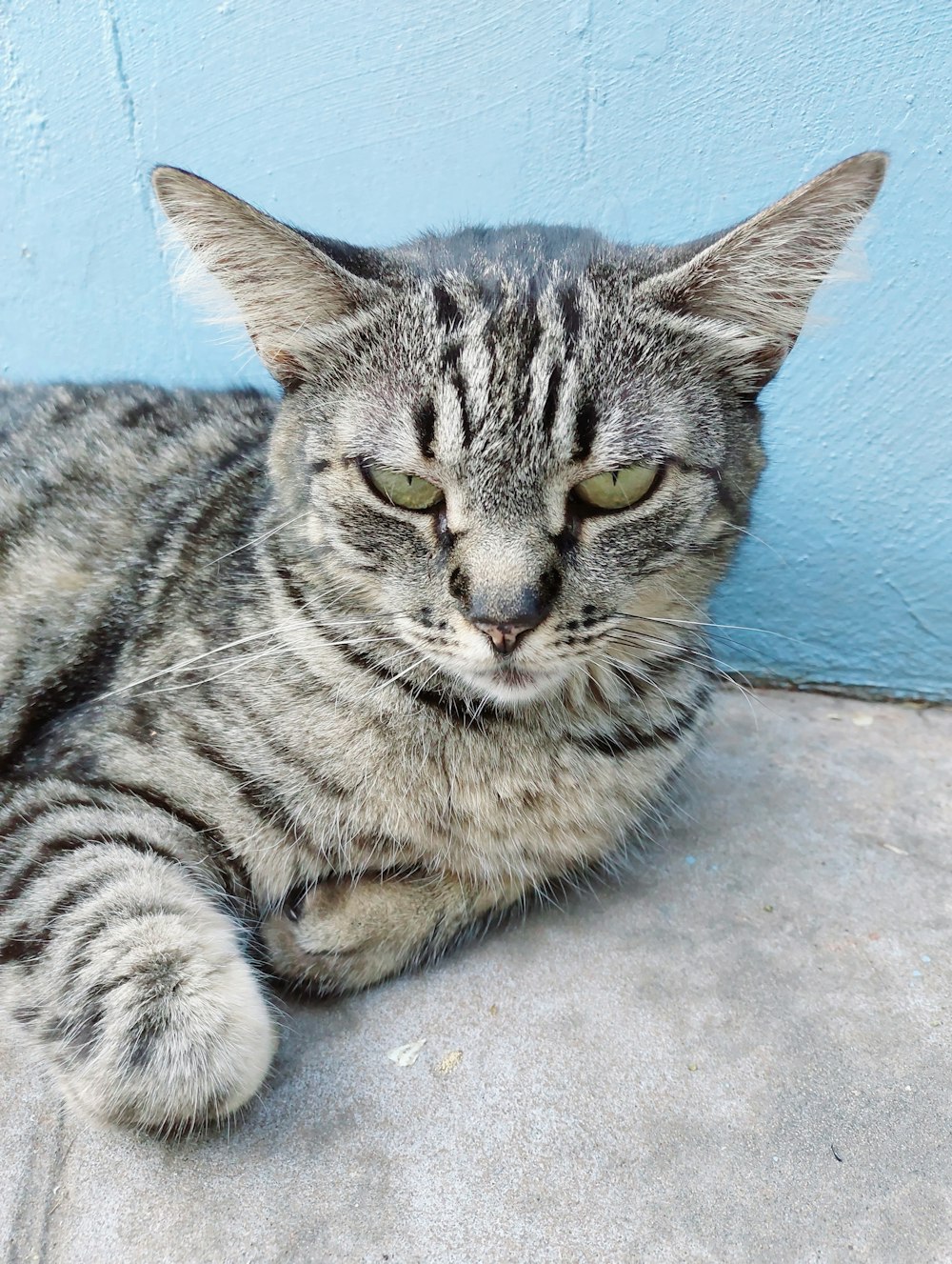 a cat laying on the ground next to a blue wall