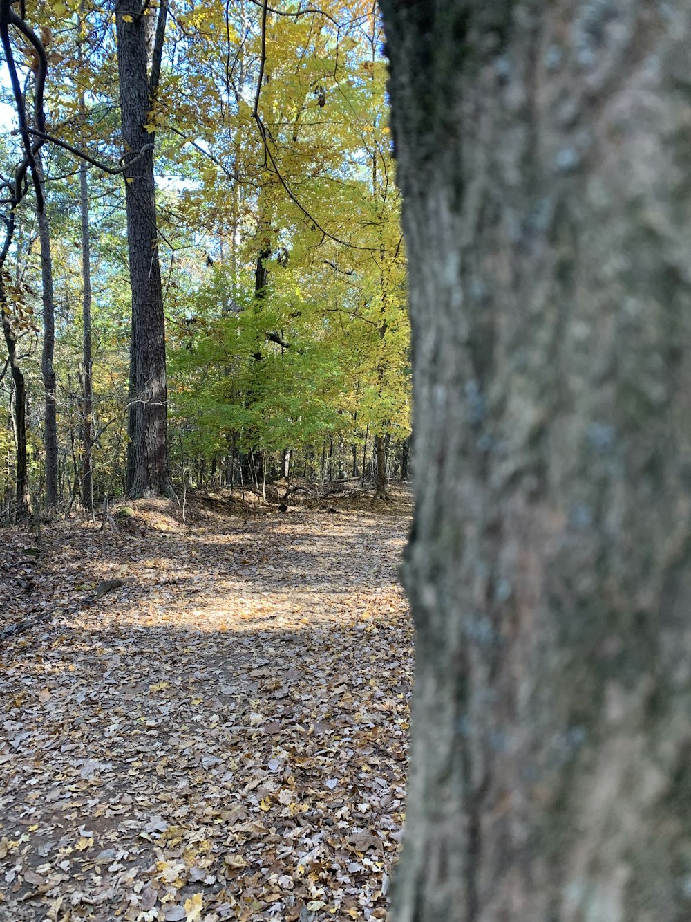 a trail in the woods with leaves on the ground