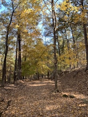 A serene forest trail covered with fallen leaves and dappled sunlight.