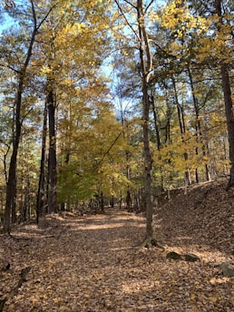 A serene forest trail covered with fallen leaves and dappled sunlight.