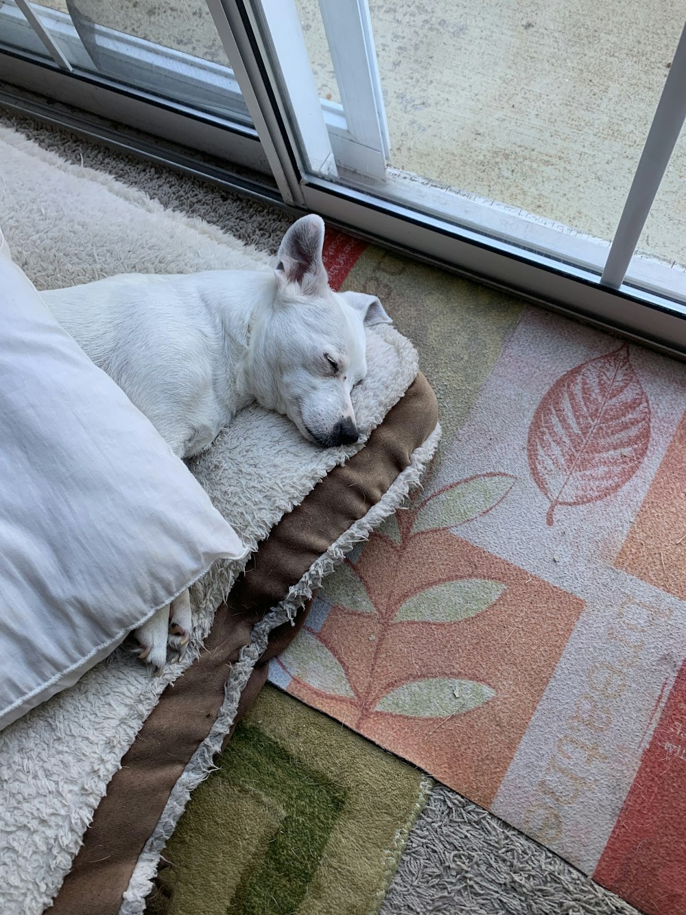 a white dog laying on a pillow on the floor