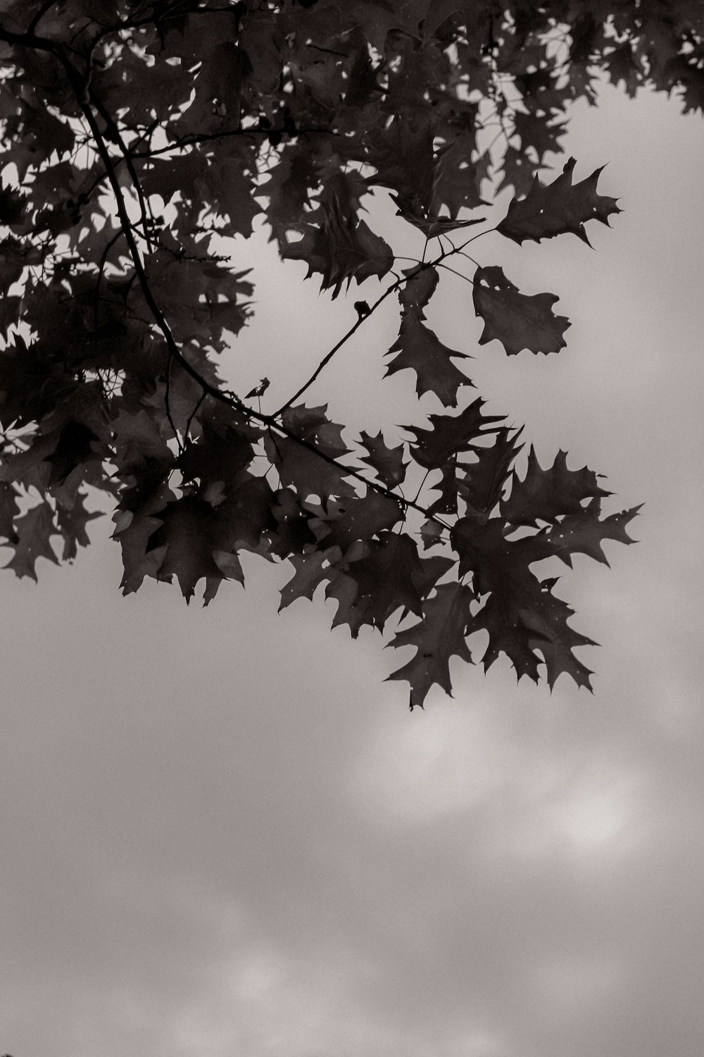 a black and white photo of leaves on a tree