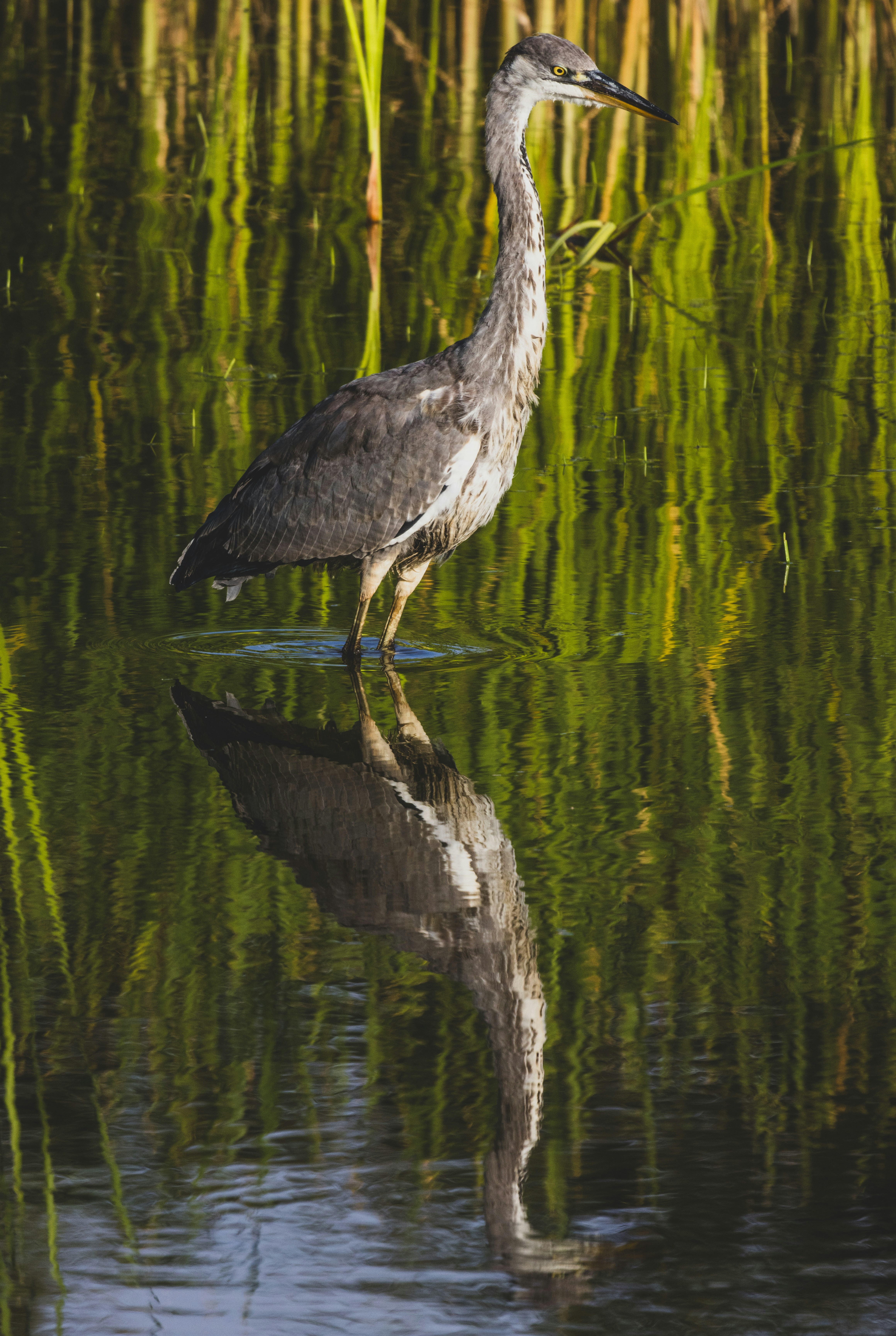 Photo by grievek1610begur